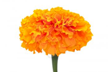Royalty Free Photo of an Orange Marigold