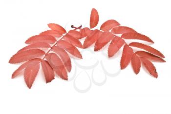 Red autumn rowan-berry leafs. For design 