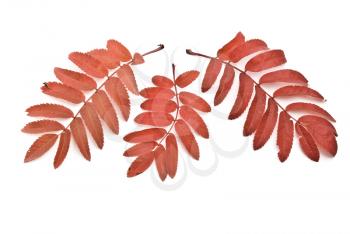 Royalty Free Photo of Red Autumn Rowan-Berry Leafs