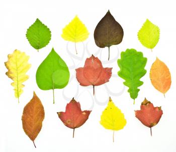 Royalty Free Photo of a Set of Colorful Autumn Leaves
