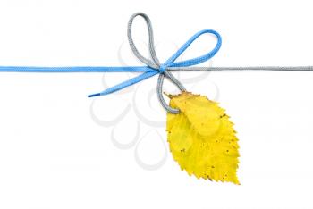 Royalty Free Photo of a Shoelace, Bow With Autumn Leaf