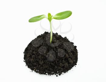 Royalty Free Photo of a Sunflower Sprout in Soil