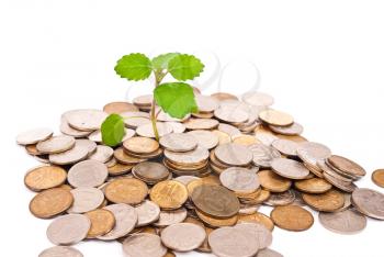 Royalty Free Photo of a Seedling Growing in Money