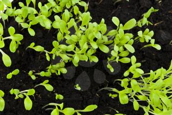 Royalty Free Photo of Sprouts Growing in Soil