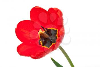 Royalty Free Photo of a Red Tulip