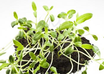Royalty Free Photo of Sunflower Sprouts in Soil