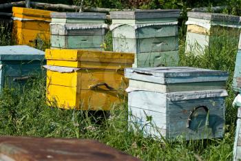 Royalty Free Photo of Honey Bee Hives