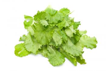 Fresh lettuce 