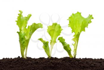 Lettuce seedling in soil 