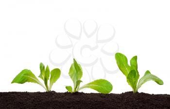Lettuce seedling in soil 