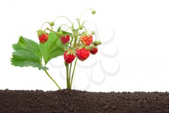 Strawberry growing out of the soil