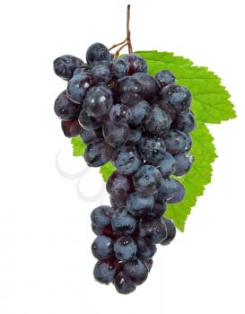 Fresh black grapes with leaves