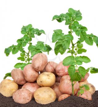 Fresh potatoes with leaves