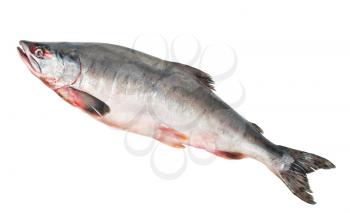 Royalty Free Photo of a Background of a Fish on a White Background