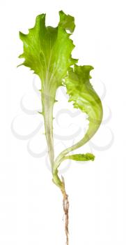 Lettuce sprout with root