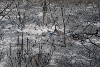 Burnt, charred trees after a forest fire 