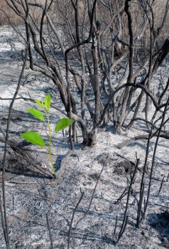 Burned-out forest and green sprout