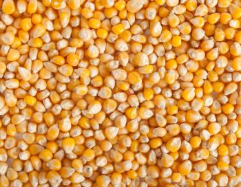 Corn grain 