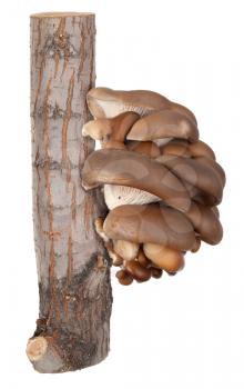 Oyster mushrooms on a tree stump