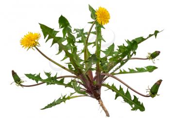 Medicinal plant: Dandelion (Taraxacum officinale)