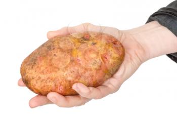 Potato tuber in hand