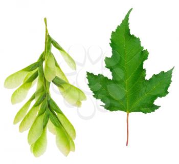 Maple leaf and seeds