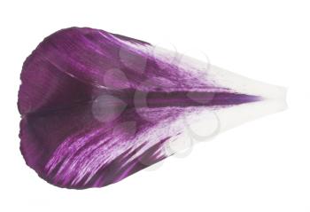 Petal of a tulip. Macro