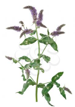 Medicinal plant: Mentha longifolia