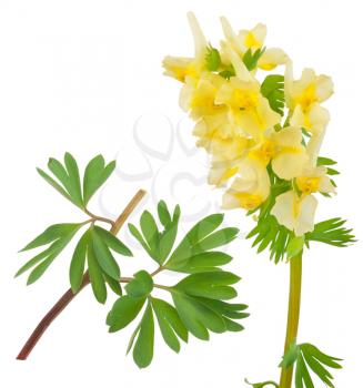 Medicinal plant: Corydalis bracteata