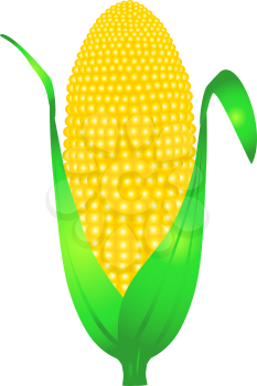 Corn ear 