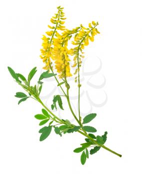 Medicinal plant: Melilotus officinalis (Yellow Sweet Clower)