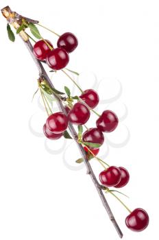 Cherry branch with leaves