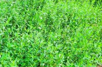 Green knotgrass