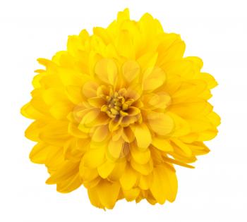 Yellow dahlia flower