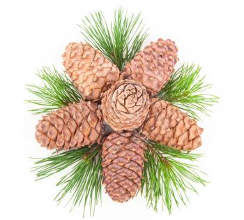 Cedar cones with branch
