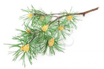 A flowering pine branch