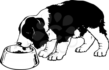 Royalty Free Clipart Image of a Springer Pup Eating