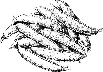 Peas Clipart