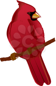 Cardinalcolor Clipart