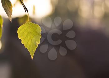 Beautiful Fall. Leaf of the tree over blurred background (shallow DOF)