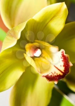 Close-up of cymbidium or orchid flower in Keukenhof park, Holland