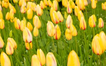 Dutch yellow tulips in Keukenhof park in Holland