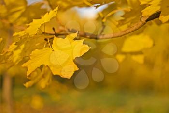 Fall - yellow leaf over blurred colorful background (shallow DOF)