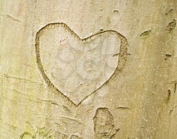 Love forever. Heart shape on tree bark