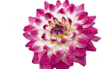 Pink Wet dahlia (georgina) with droplets of water