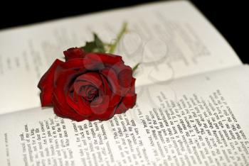 Red Rose on the book (shallow DOF)