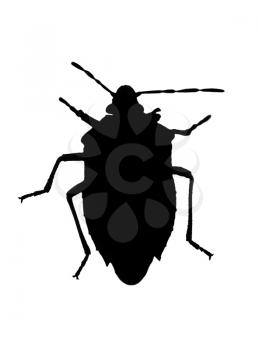 Silhouette of bug (chinch) in back lighting isolated over white