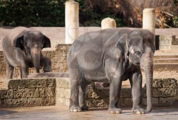 Asiatic elephants: Animal life in Asia. Elephas maximus