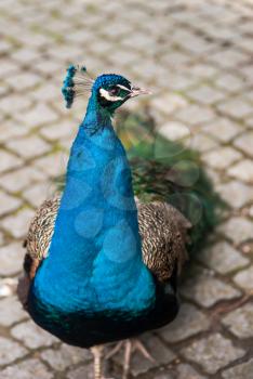 Peafowl or peacock: Bird of Juno. Artistic shallow DOF. Focus on the head