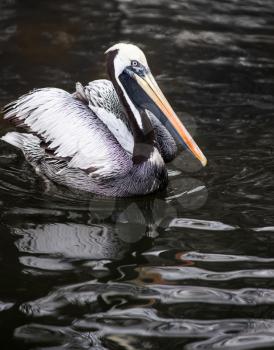 Peruvian Pelican: birds and animals from west coast of South America  